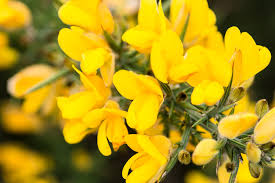 Gorse Ulex Europaeus Blumensamen zur Aussaat – ideal Rabatten – Traditionssorte & ohne Gentechnik Samen Hausgarten