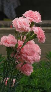Rosa Caryophyllus Blumensamen zur Aussaat – Drought verträglich – Traditionssorte & ohne Gentechnik Samen Hausgarten