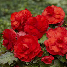 Tuberous Begonie Rot Blumensamen zur Aussaat – Garten beliebt – Traditionssorte & ohne Gentechnik Samen Hausgarten