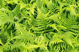 Grün Fern zur Aussaat Traditionssorte & ohne Gentechnik Samen robust Sorte Traditionssorte & ohne Gentechnik Samen Hausgarten