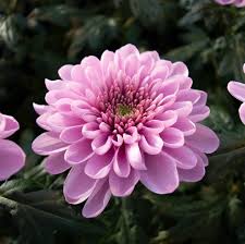 Lila Chrysantheme Carinatum Blumensamen zur Aussaat – pflegeleicht – Traditionssorte & ohne Gentechnik Samen Hausgarten