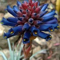 Violett Puya Santosii Samen zur Aussaat Traditionssorte ohne Gentechnik Keimung biologisch Garten Samen
