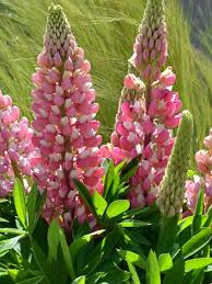 hell Rosa Lupine Blumensamen zur Aussaat duftend Blüten Traditionssorte & ohne Gentechnik Samen Hausgarten