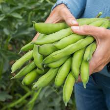 Green Aquadulce Bean Samen - Ideal zum Pflanzen