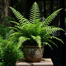 Fern Blumensamen zur Aussaat – Landhaus Garten wichtig – Traditionssorte & ohne Gentechnik Samen Hausgarten