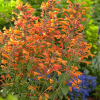 Orange Agastache Blumensamen zur Aussaat – lang Blüte Saison – Traditionssorte & ohne Gentechnik Samen Hausgarten
