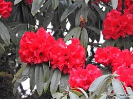 hell Rot Rhododendron Blumensamen zur Aussaat Halbschatten verträglich Traditionssorte & ohne Gentechnik Samen Hausgarten