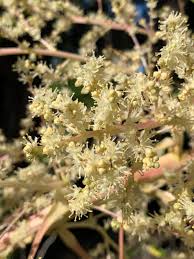 Gelb Beaucarnea Recurvata Blumensamen zur Aussaat – leuchtend Blüten – Traditionssorte & ohne Gentechnik Samen Hausgarten