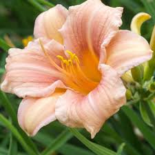 Rosa Creme Hemerocallis Blumensamen zur Aussaat Wildblume Mischung Traditionssorte & ohne Gentechnik Samen Hausgarten
