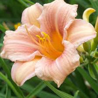 Rosa Creme Hemerocallis Blumensamen zur Aussaat Wildblume Mischung Traditionssorte & ohne Gentechnik Samen Hausgarten