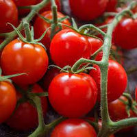 Cherry Tomatees Samen Solanum lycopersicum zum Pflanzen in Gemüse Patch & Garden
