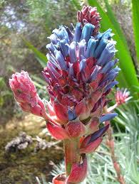 Rosa Blau Puya Blumensamen zur Aussaat – sonnenliebend Traditionssorte & ohne Gentechnik Samen Hausgarten