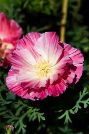 Rosa Eschscholtzia Blumensamen zur Aussaat – Traditionssorte ohne Gentechnik saisonal Dauerblüher biologisch Garten Samen Keimung