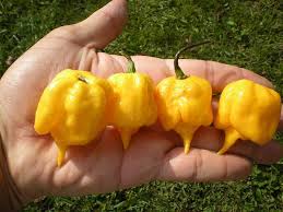 Gelb Reaper Samen zum Pflanzen  Hot Pepper Gemüse