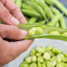 Green Aquadulce Bean Samen - Ideal zum Pflanzen