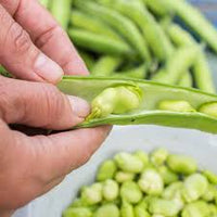 Green Aquadulce Bean Samen - Ideal zum Pflanzen