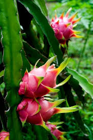 Drachenfrucht Samen Pitahaya