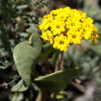 Gelb Eisenkraut Didyma Blumensamen zur Aussaat – kompakt Wuchs – Traditionssorte & ohne Gentechnik Samen Hausgarten