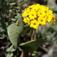 Gelb Eisenkraut Didyma Blumensamen zur Aussaat – kompakt Wuchs – Traditionssorte & ohne Gentechnik Samen Hausgarten