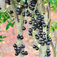 Plinia Blumensamen zur Aussaat – robust Sorte – Traditionssorte & ohne Gentechnik Samen Hausgarten