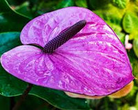 Violett Flamingoblume Blumensamen zur Aussaat Schnitt Blume beliebt Traditionssorte & ohne Gentechnik Samen Hausgarten