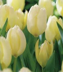 Gelb Weiß Tulpe Blumensamen zur Aussaat – Halbschatten verträglich – Traditionssorte & ohne Gentechnik Samen Hausgarten
