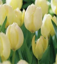 Gelb Weiß Tulpe Blumensamen zur Aussaat – Halbschatten verträglich – Traditionssorte & ohne Gentechnik Samen Hausgarten