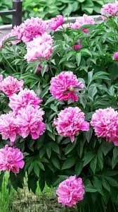 Rosa Paeonia Blumensamen zur Aussaat – leuchtend – Traditionssorte & ohne Gentechnik Samen Hausgarten