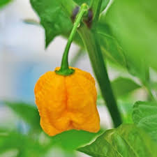 Gelb Reaper Samen zum Pflanzen  Hot Pepper Gemüse