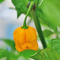 Gelb Reaper Samen zum Pflanzen  Hot Pepper Gemüse