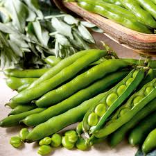 Green Aquadulce Bean Samen - Ideal zum Pflanzen