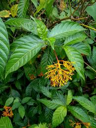 Orange Palicourea Blumensamen zur Aussaat farbenfroh Schau Traditionssorte & ohne Gentechnik Samen Hausgarten
