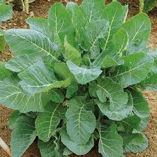 Green Georgia Collard Gemüsesamen - Easy Planting