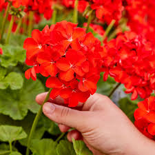 Rot Geranie Breakaway Blumensamen zur Aussaat – Drought verträglich – Traditionssorte & ohne Gentechnik Samen Hausgarten