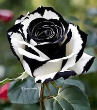 Schwarz und Weiß Rose Blumensamen zur Aussaat – Garten beliebt – Traditionssorte & ohne Gentechnik Samen Hausgarten