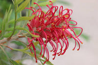 Rot Grevillea Robusta Blumensamen zur Aussaat Schnitt Blume beliebt Traditionssorte & ohne Gentechnik Samen Hausgarten