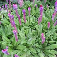Rot Lila Primel Vialii Blumensamen zur Aussaat – leuchtend – Traditionssorte & ohne Gentechnik Samen Hausgarten