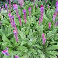 Rot Lila Primel Vialii Blumensamen zur Aussaat – leuchtend – Traditionssorte & ohne Gentechnik Samen Hausgarten