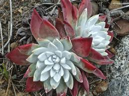 Dudleya Blumensamen zur Aussaat – pflegeleicht – Traditionssorte & ohne Gentechnik Samen Hausgarten