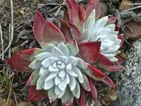 Dudleya Blumensamen zur Aussaat – pflegeleicht – Traditionssorte & ohne Gentechnik Samen Hausgarten