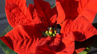 Grün Weihnachtsstern mehrjährig Blumensamen zur Aussaat – Wildblume Mischung – Traditionssorte & ohne Gentechnik Samen Hausgarten