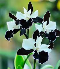 Schwarz Weiß Schmetterlingsorchidee Orchidee Blumensamen zur Aussaat Wildblume Mischung Traditionssorte & ohne Gentechnik Samen Hausgarten