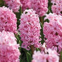 hell Rosa Hyacinth Blumensamen zur Aussaat – Anzucht – Traditionssorte & ohne Gentechnik Samen Hausgarten