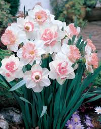 Pfirsichfarben Narzisse Blumensamen zur Aussaat Bestäuber freundlich Traditionssorte & ohne Gentechnik Samen Hausgarten