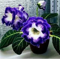 Blau cream gloxinia blume samen for anpflanzung – heirloom nongmo cut blume favorite organic garten samen with high germination
 
 sale for anpflanzung in home garten