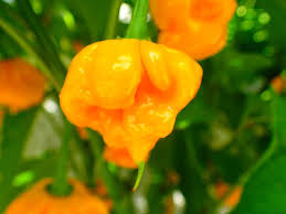 Gelb Reaper Samen zum Pflanzen  Hot Pepper Gemüse