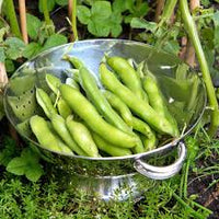 Green Aquadulce Bean Samen - Ideal zum Pflanzen