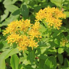 Gelb Aizoon Blumensamen zur Aussaat – ideal Rabatten – Traditionssorte & ohne Gentechnik Samen Hausgarten