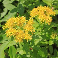 Gelb Aizoon Blumensamen zur Aussaat – ideal Rabatten – Traditionssorte & ohne Gentechnik Samen Hausgarten