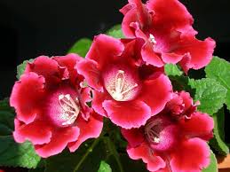 Kastanienrot Gloxinie Blumensamen zur Aussaat leuchtend Traditionssorte & ohne Gentechnik Samen Hausgarten